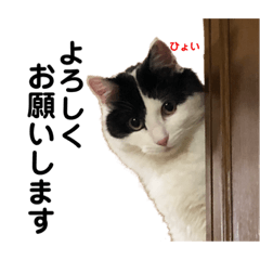[LINEスタンプ] 猫のもふさんスタンプその1