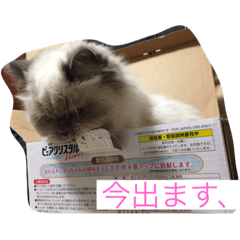 [LINEスタンプ] 猫プリンのスタンプ