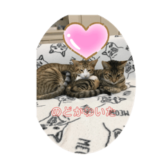 [LINEスタンプ] ムギトラ可愛い
