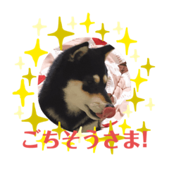 [LINEスタンプ] 黒柴にこちゃん