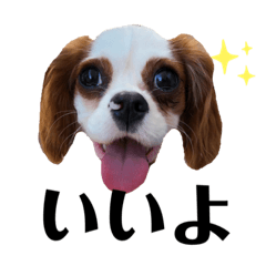 [LINEスタンプ] あずきこむぎ