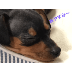 [LINEスタンプ] ミニピンビビ