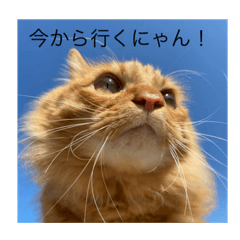 [LINEスタンプ] バロンとジャックの日常