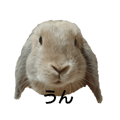 [LINEスタンプ] うさぎのじぇじぇ
