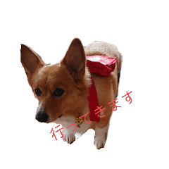 [LINEスタンプ] コーギーのエルサpart2