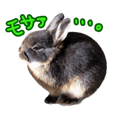 [LINEスタンプ] 飼っているウサギ