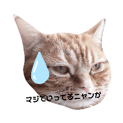 [LINEスタンプ] 不機嫌猫の日常