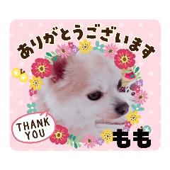 [LINEスタンプ] ゆるふわももちゃん♡