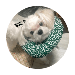[LINEスタンプ] むったん成犬版