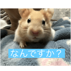 [LINEスタンプ] はむはむたんたん