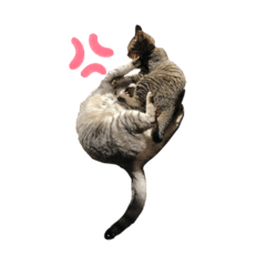 [LINEスタンプ] 麦と小麦のゆるいすたんぷ