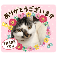 [LINEスタンプ] にゃんとも(*ˊૢᵕˋૢ*)