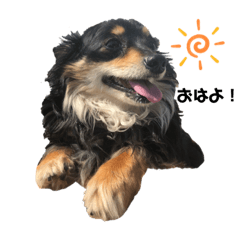 [LINEスタンプ] 癒しのチワックス、愛犬ぽぽちゃんです。
