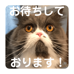 [LINEスタンプ] 仲良し兄弟モコグリティグリモララPart7