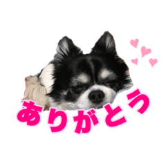 [LINEスタンプ] ロングコートチワワのロンくん