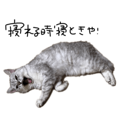 [LINEスタンプ] うちのチーさん