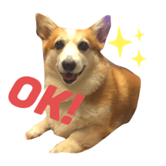 [LINEスタンプ] コーギーのこっちゃん