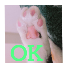 [LINEスタンプ] 我が家ねこ身内用