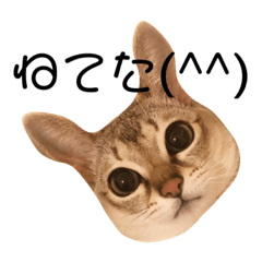 [LINEスタンプ] ここさんの日常 ver.1