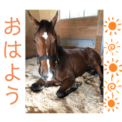 [LINEスタンプ] 馬馬馬馬馬