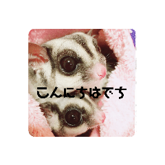 [LINEスタンプ] フクロモモンガのジジキキ