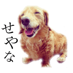 [LINEスタンプ] 愛犬ラブちゃんスタンプ
