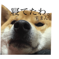 [LINEスタンプ] 関西犬1