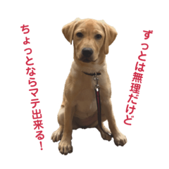 [LINEスタンプ] 狂犬ラッキー！
