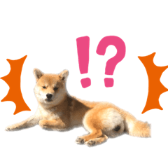 [LINEスタンプ] 豆柴のなかむらまるこ