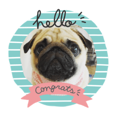 [LINEスタンプ] 良い犬『小茶』の使いやすいスタンプ。
