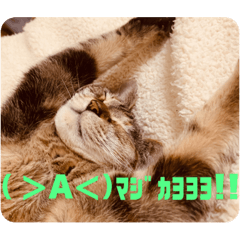 [LINEスタンプ] ウチノヒメ