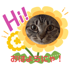 [LINEスタンプ] とらちゃん、たまちゃん