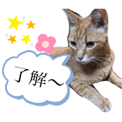 [LINEスタンプ] ちゃちゃのスタンプ70