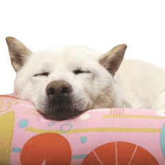 [LINEスタンプ] ちなさんず フィーバー