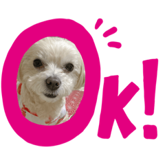 [LINEスタンプ] 愛犬ピノの日常