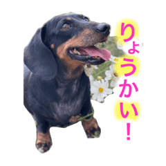 [LINEスタンプ] てんてんとピノとペコ