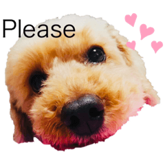 [LINEスタンプ] トイプードルのカツオくん