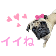 [LINEスタンプ] パグから一言2の画像（メイン）