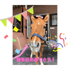 [LINEスタンプ] 馬大好き癒しスタンプ