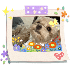 [LINEスタンプ] アズキスタンプ2