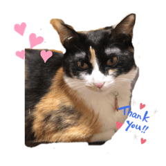 [LINEスタンプ] 三毛猫ミナちゃん③