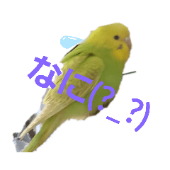 [LINEスタンプ] セキセイインコのみるんのスタンプ