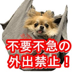 [LINEスタンプ] チワワのウイルス感染対策スタンプ