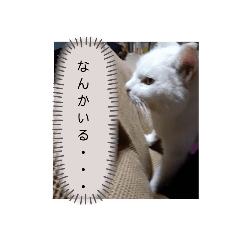 [LINEスタンプ] かわいい猫の感情2