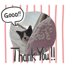 [LINEスタンプ] ラブラブにゃんこ