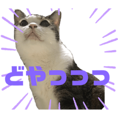 [LINEスタンプ] ぴーすけ！と一緒