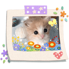 [LINEスタンプ] ニャーオ