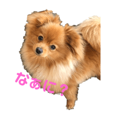 [LINEスタンプ] ぽんdeここあ2