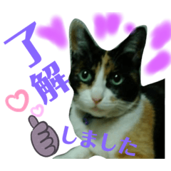 [LINEスタンプ] ノグーちのニャンコ