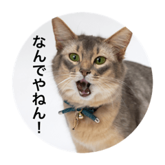 [LINEスタンプ] 【関西弁】ソマリのダノさん
